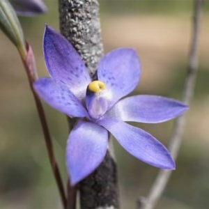 Thelymitra x truncata at Acton, ACT - suppressed