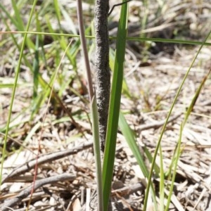 Thelymitra x truncata at Acton, ACT - suppressed