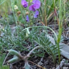 Swainsona sericea (Silky Swainson-Pea) at Hughes, ACT - 11 Nov 2020 by JackyF