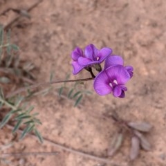 Swainsona sericea (Silky Swainson-Pea) at Hughes, ACT - 12 Nov 2020 by JackyF