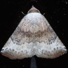 Mataeomera mesotaenia (Large Scale Moth) at Ainslie, ACT - 11 Nov 2020 by jbromilow50