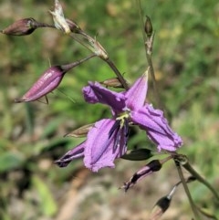 Arthropodium fimbriatum (Nodding Chocolate Lily) at Red Hill Nature Reserve - 10 Nov 2020 by JackyF