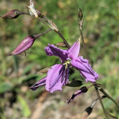 Arthropodium fimbriatum (Nodding Chocolate Lily) at Hughes, ACT - 10 Nov 2020 by JackyF