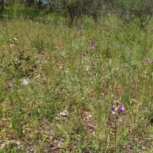 Arthropodium fimbriatum at Hughes, ACT - 10 Nov 2020