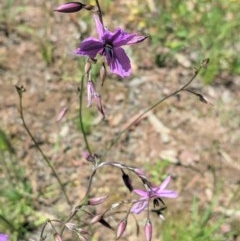 Arthropodium fimbriatum at Hughes, ACT - 10 Nov 2020