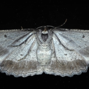 Euphronarcha luxaria at Ainslie, ACT - 10 Nov 2020