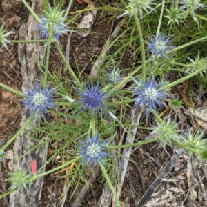 Eryngium ovinum at Hughes, ACT - 12 Nov 2020