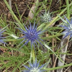 Eryngium ovinum at Hughes, ACT - 12 Nov 2020