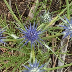 Eryngium ovinum at Hughes, ACT - 12 Nov 2020 12:13 PM