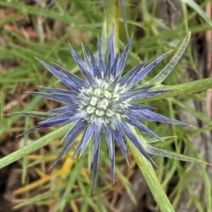 Eryngium ovinum at Hughes, ACT - 12 Nov 2020 12:13 PM