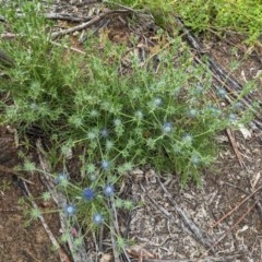 Eryngium ovinum at Hughes, ACT - 12 Nov 2020