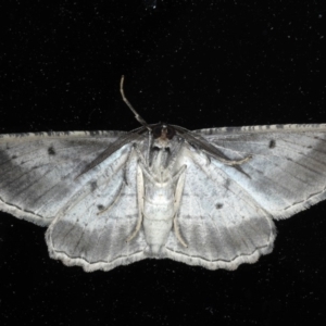 Euphronarcha luxaria at Ainslie, ACT - 11 Nov 2020