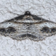 Syneora euboliaria (Boarmiini, Geometer moth) at Ainslie, ACT - 11 Nov 2020 by jbromilow50