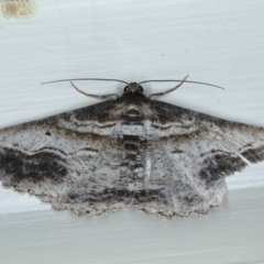 Syneora euboliaria at Ainslie, ACT - 11 Nov 2020