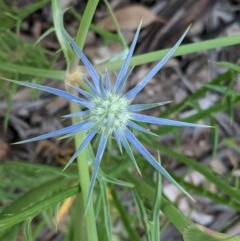 Eryngium ovinum (Blue Devil) at Hughes, ACT - 12 Nov 2020 by JackyF