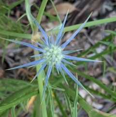 Eryngium ovinum (Blue Devil) at Hughes, ACT - 12 Nov 2020 by JackyF