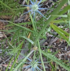 Eryngium ovinum at Hughes, ACT - 12 Nov 2020