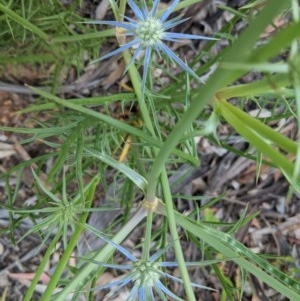 Eryngium ovinum at Hughes, ACT - 12 Nov 2020 10:53 AM