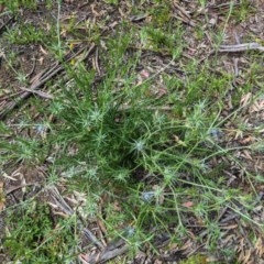 Eryngium ovinum at Hughes, ACT - 12 Nov 2020 10:53 AM