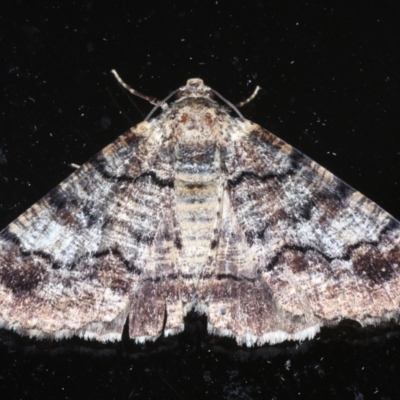 Cryphaea xylina (Woodland Geometrid) at Ainslie, ACT - 11 Nov 2020 by jb2602