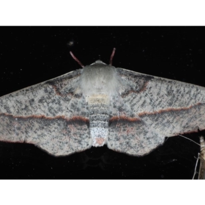 Antictenia punctunculus (A geometer moth) at Ainslie, ACT - 11 Nov 2020 by jb2602