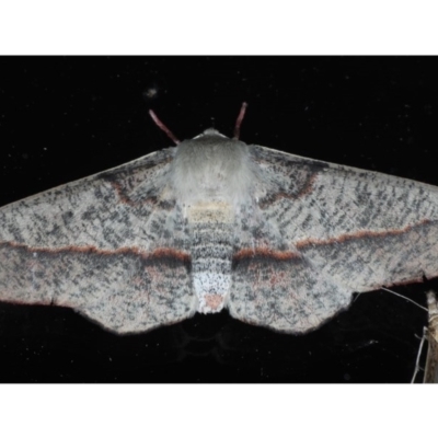 Antictenia punctunculus (A geometer moth) at Ainslie, ACT - 11 Nov 2020 by jbromilow50