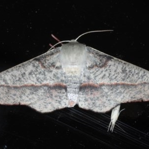 Antictenia punctunculus at Ainslie, ACT - 11 Nov 2020