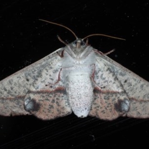 Antictenia punctunculus at Ainslie, ACT - 11 Nov 2020