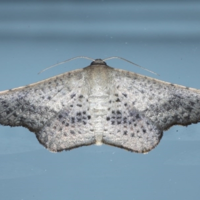 Aglaopus centiginosa (Dark-fringed Leaf Moth) at Ainslie, ACT - 10 Nov 2020 by jbromilow50