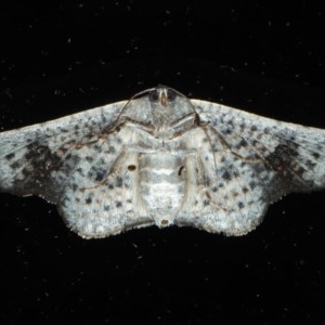 Aglaopus centiginosa at Ainslie, ACT - 10 Nov 2020