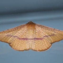 Aglaopus pyrrhata (Leaf Moth) at Ainslie, ACT - 10 Nov 2020 by jbromilow50