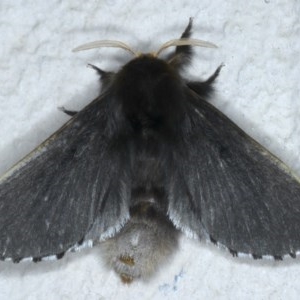 Symphyta nyctopis at Ainslie, ACT - 11 Nov 2020