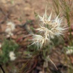 Rytidosperma (genus) (Wallaby Grass) at Hughes, ACT - 12 Nov 2020 by JackyF