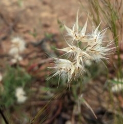 Rytidosperma sp. (Wallaby Grass) at Hughes Grassy Woodland - 12 Nov 2020 by JackyF