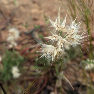 Rytidosperma (genus) (Wallaby Grass) at Hughes, ACT - 12 Nov 2020 by JackyF