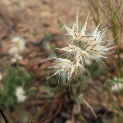 Rytidosperma sp. (Wallaby Grass) at Hughes Grassy Woodland - 12 Nov 2020 by JackyF