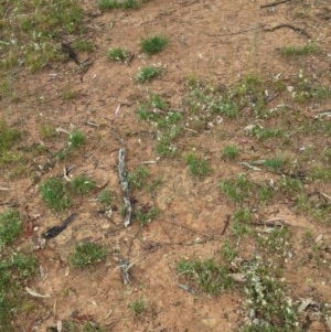 Rytidosperma sp. at Hughes, ACT - 12 Nov 2020