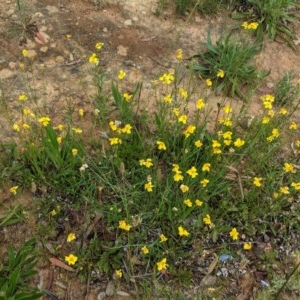 Goodenia pinnatifida at Deakin, ACT - 12 Nov 2020