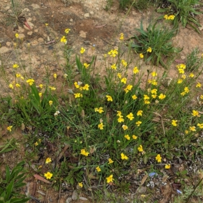 Goodenia pinnatifida (Scrambled Eggs) at Red Hill to Yarralumla Creek - 12 Nov 2020 by JackyF