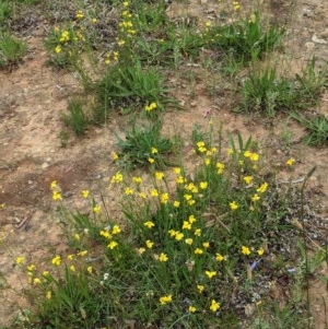 Goodenia pinnatifida at Deakin, ACT - 12 Nov 2020