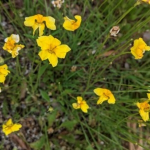 Goodenia pinnatifida at Deakin, ACT - 12 Nov 2020