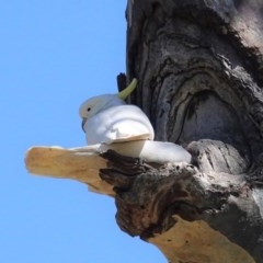 Cacatua galerita (Sulphur-crested Cockatoo) at Hughes, ACT - 9 Nov 2020 by JackyF