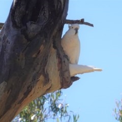 Cacatua galerita at Hughes, ACT - 10 Nov 2020