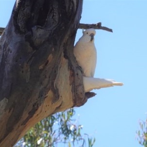 Cacatua galerita at Hughes, ACT - 10 Nov 2020