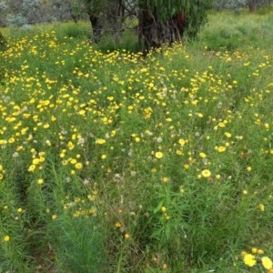 Xerochrysum viscosum at Hughes, ACT - 12 Nov 2020