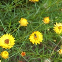 Xerochrysum viscosum at Hughes, ACT - 12 Nov 2020 12:12 PM