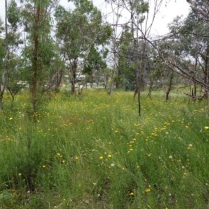 Xerochrysum viscosum at Hughes, ACT - 12 Nov 2020 12:12 PM