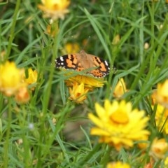 Vanessa kershawi (Australian Painted Lady) at Hughes, ACT - 12 Nov 2020 by JackyF