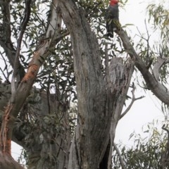 Callocephalon fimbriatum (Gang-gang Cockatoo) at Deakin, ACT - 12 Nov 2020 by JackyF