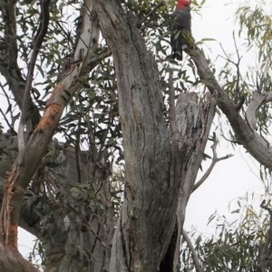 Callocephalon fimbriatum at Deakin, ACT - suppressed